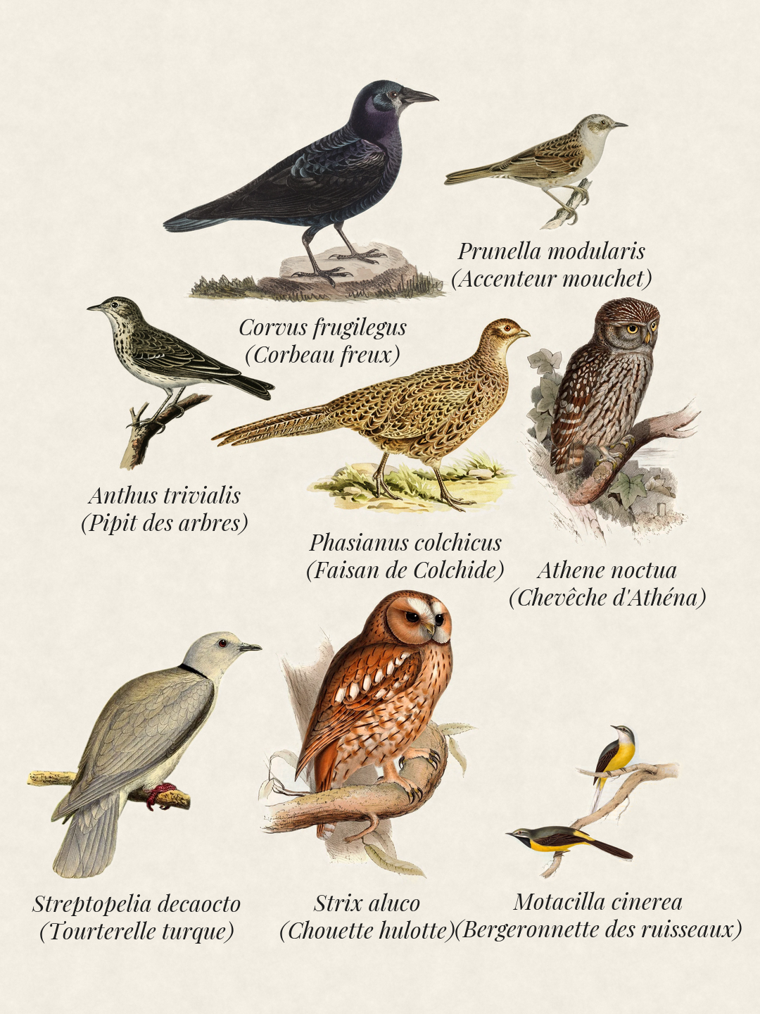 Birds seen recently
